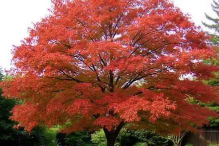Дуб шарлаховий / Quercus coccinea
