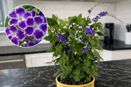 Дуранта еректа / Duranta erecta