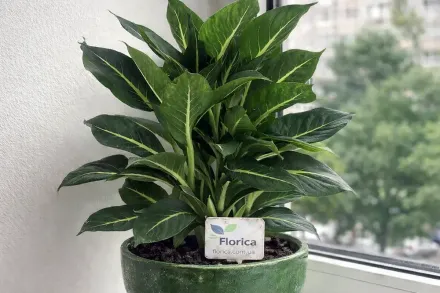 Дифенбахія Грін Меджик / Dieffenbachia Green Magic