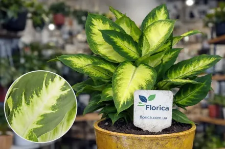 Дифенбахія Каміла / Dieffenbachia Camilla