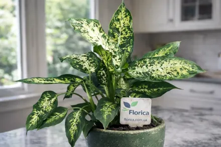 Дифенбахія Компакта / Dieffenbachia Compacta