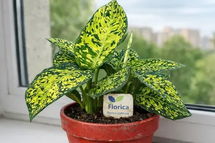 Дифенбахія Рефлектор / Dieffenbachia Reflector