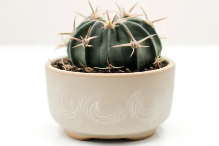 Ехінокактус техаський / Echinocactus texensis