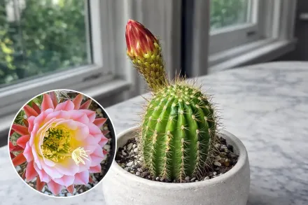 Ферст Лайт Ехінопсис / Echinopsis First Light