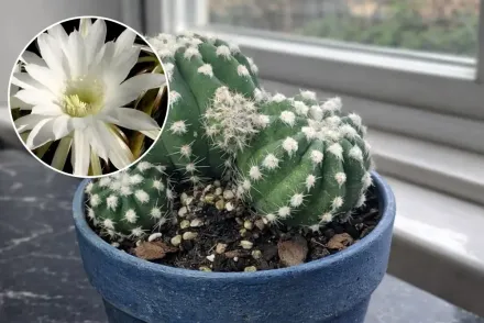 Echinopsis subdenudata / Ехінопсис субденудата
