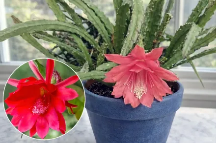 Epiphyllum ackermannii / Епіфіллум Аккермана