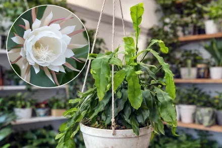 Epiphyllum oxypetalum / Епіфіллум оксипеталум