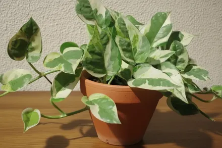 Епіпремнум золотистий ЕнДжой / Epipremnum aureum N’Joy