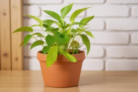 Епіпремнум золотистий Лемон Лайм / Epipremnum aureum Lemon Lime