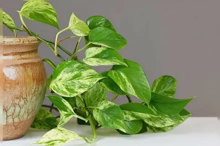 Епіпремнум золотистий Марбл Квін / Epipremnum aureum Marble Queen