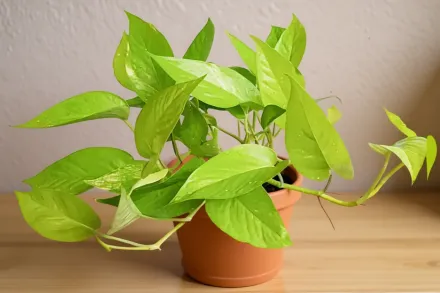 Епіпремнум золотистий Неон / Epipremnum aureum Neon