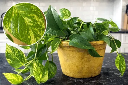 Епіпремнум золотистий / Epipremnum aureum