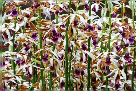 Фаюс Танкервіля / Phaius tankervilleae