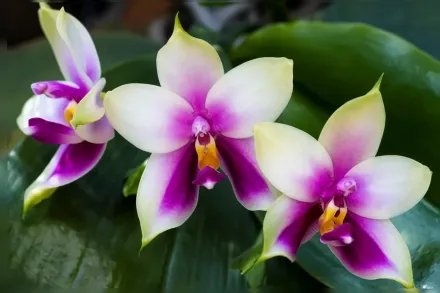 Фаленопсис чарівний / Phalaenopsis bellina