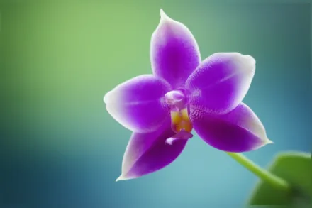Фаленопсис фіолетовий / Phalaenopsis violacea