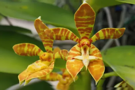 Фаленопсис оленьорогий / Phalaenopsis cornu-cervi