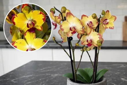 Papagayo Phalaenopsis / Фаленопсис Папагайо