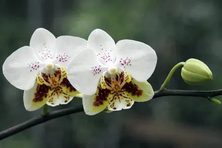 Фаленопсис Стюарта / Phalaenopsis stuartiana