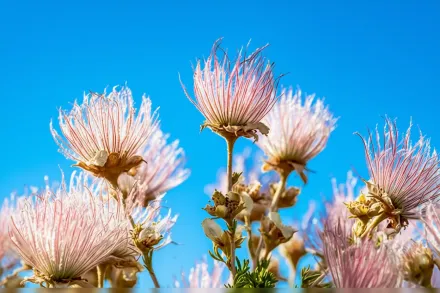 Фалюгія дивовижна / Fallugia paradoxa