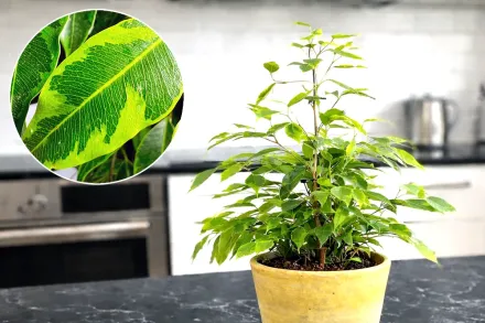 Фікус Бенджаміна Анастасія / Ficus benjamina Anastasia