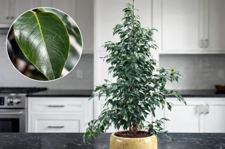 Фікус Бенджаміна Даніель / Ficus benjamina Danielle