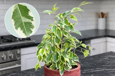 Фікус Бенджаміна Саманта / Ficus benjamina Samantha