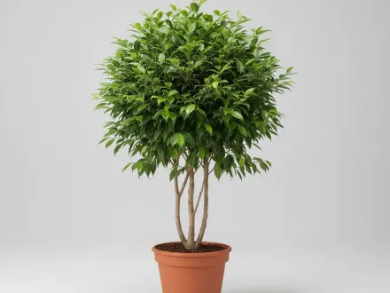 Фікус Бенджаміна Наташа / Ficus Banjamina Natasja