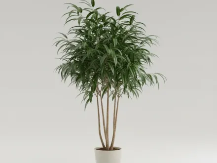 Фікус біннендійка Алі / Ficus binnendijkii Alii