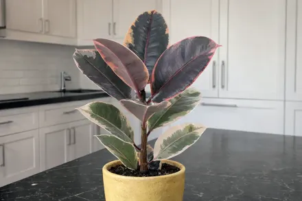 Фікус еластика Беліз / Ficus elastica Belize