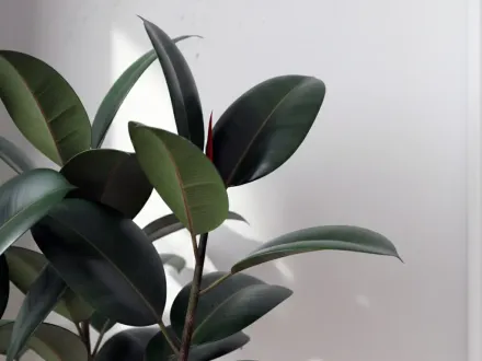 Фікус еластика Робуста / Fikus elastika Robusta