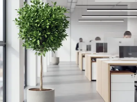 Фікус мікрокарпа Мокламе / Ficus microcarpa Moclame