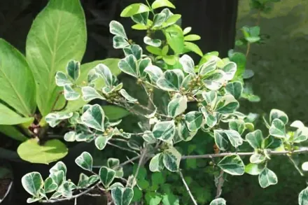 Фікус трикутний Варієгата / Ficus triangularis Variegata