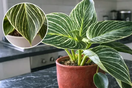 Філодендрон Біркін / Philodendron Birkin