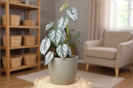 Філодендрон Брандтіанум / Philodendron brandtianum