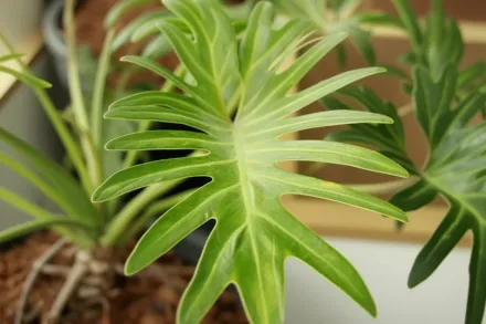 Філодендрон двічіперисторозсічений / Philodendron bipinnatifidum