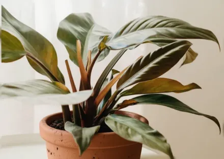 Філодендрон Імперіал Ред / Philodendron Imperial Red