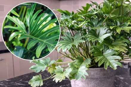 Філодендрон ксанаду / Philodendron xanadu