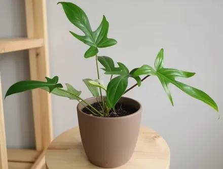 Філодендрон скваміферум / Philodendron squamiferum