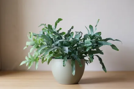 Флебодіум ауреум / Phlebodium aureum