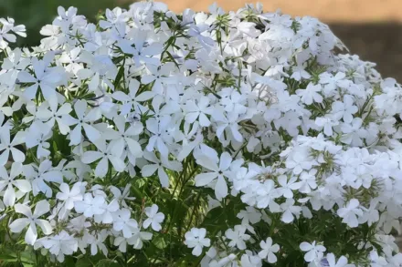 Флокс розчепірений Мей Бріз / Phlox divaricata May Breeze