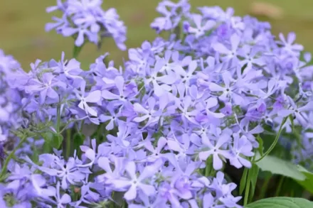 Флокс розчепірений / Phlox divaricata