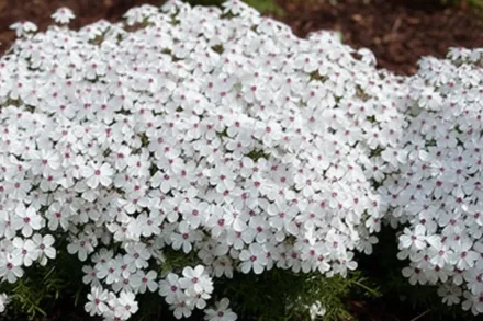 Флокс шилоподібний Емейзін Ґрейс / Phlox subulata Amazing Grace