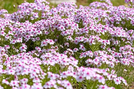 Флокс шилоподібний Корал Ай / Phlox subulata Coral Eye