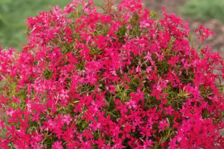 Флокс шилоподібний Ред Вінгс / Phlox subulata Red Wings