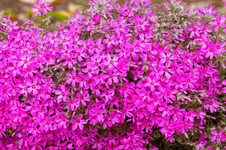 Флокс шилоподібний Скарлет Флейм / Phlox subulata Scarlet Flame