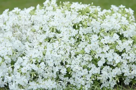 Флокс шилоподібний Сноуфлейк / Phlox subulata Snowflake