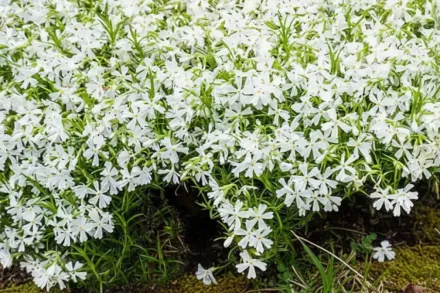Флокс шилоподібний Вайт Делайт / Phlox subulata White Delight