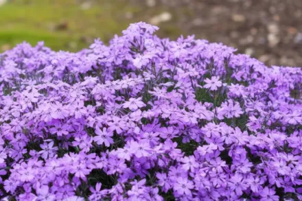 Флокс шилоподібний / Phlox subulata
