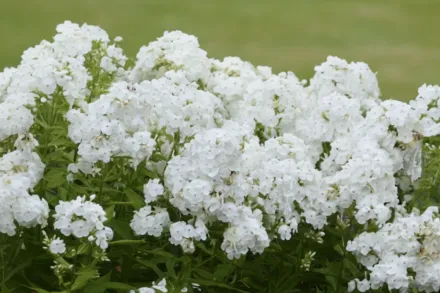 Флокс волотистий Давид / Phlox paniculata David
