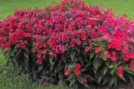 Флокс волотистий Флейм Корал / Phlox paniculata Flame Coral